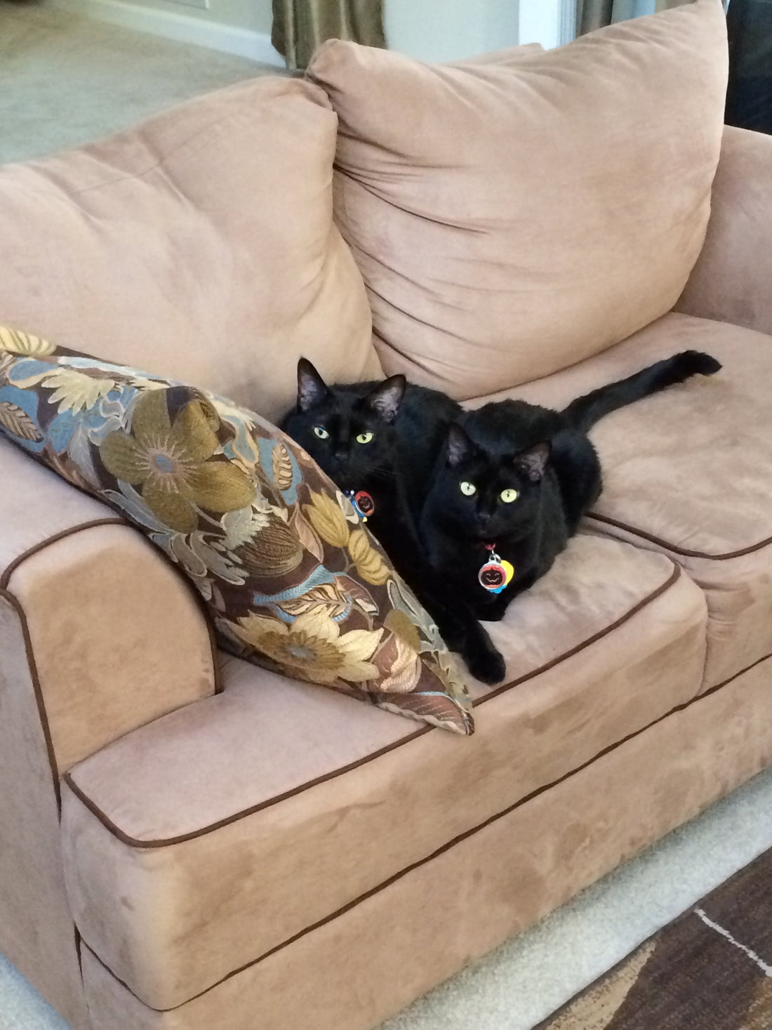 Two black cats sitting on sofa together